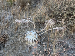Dudleya pulverulenta