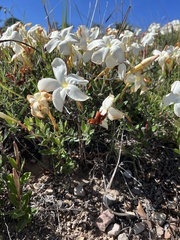 Mandevilla oaxacensis