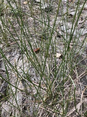 Juncus torreyi