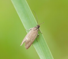 Leistomorpha brontoscopa