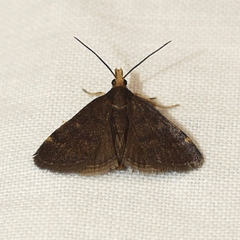 Loxostegopsis merrickalis