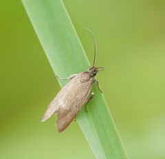 Leistomorpha brontoscopa