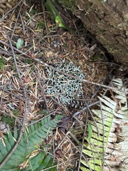 Hypogymnia imshaugii