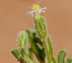 Vittadinia dissecta hirta