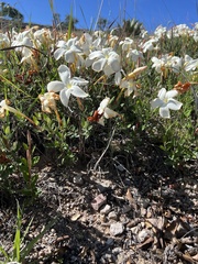 Mandevilla oaxacensis