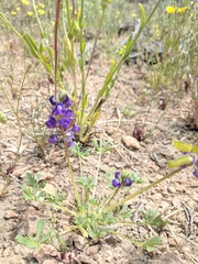 Lupinus odoratus
