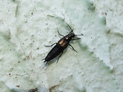 Philonthus carbonarius