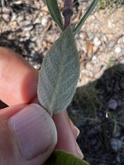 Mandevilla oaxacensis