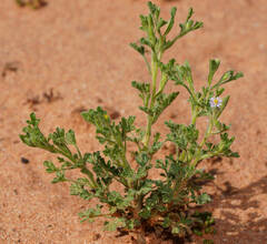 Vittadinia dissecta hirta