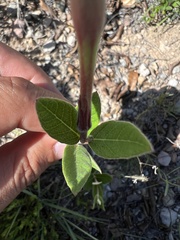 Mandevilla oaxacensis