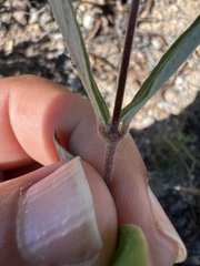 Mandevilla oaxacensis