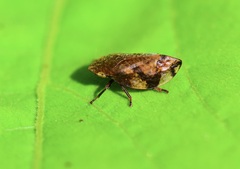 Lepyronia