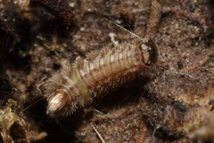 Polyxenidae