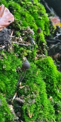 Mycena pseudocorticola