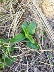 Campuloclinium macrocephalum