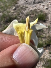 Mandevilla oaxacensis