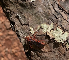 Tachypompilus ferrugineus