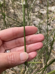 Juncus torreyi