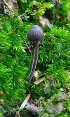 Mycena pseudocorticola