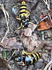 Vespula
