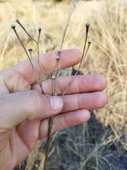 Campuloclinium macrocephalum