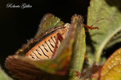 Edessa rufomarginata