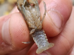 Cambarus bartonii