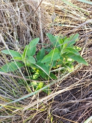Campuloclinium macrocephalum
