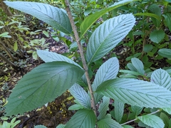 Viburnum sieboldii