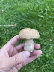 Leccinum scabrum