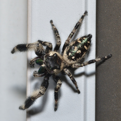 Phidippus otiosus