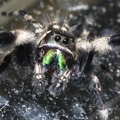 Phidippus otiosus