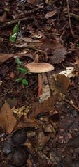Amanita brunneolocularis