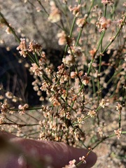 Eriogonum gracile