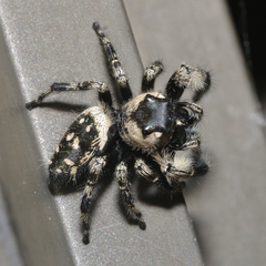 Phidippus otiosus