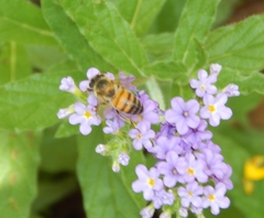 Apis mellifera scutellata