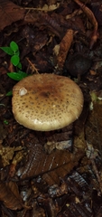 Amanita brunneolocularis