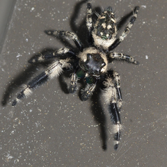 Phidippus otiosus