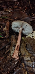 Amanita brunneolocularis