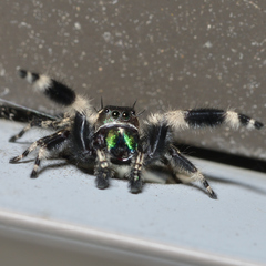 Phidippus otiosus