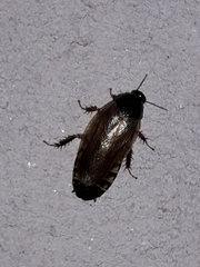 Pycnoscelus