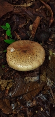 Amanita brunneolocularis