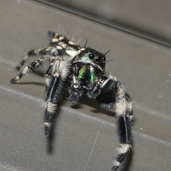 Phidippus otiosus