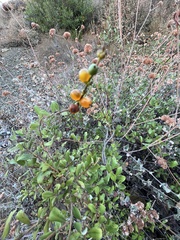 Lonicera subspicata denudata