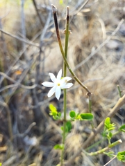 Jasminum
