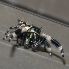 Phidippus otiosus