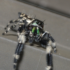 Phidippus otiosus