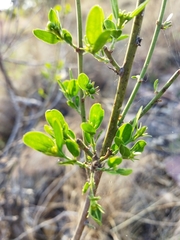 Jasminum