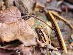 Eurycea guttolineata