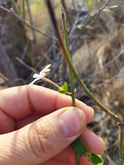 Jasminum